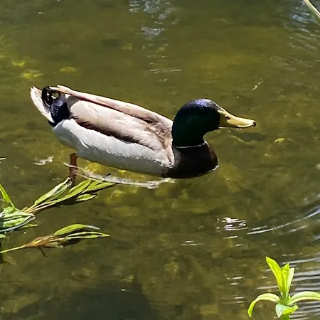 A Pieds Nus Jusqu'a La * سيكس-فور-لو-بلاج